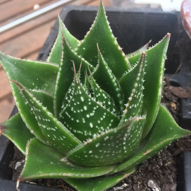 Plant image Aloe 'Cosmo' (Green Pearl)