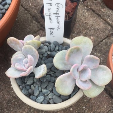 xGraptoveria Margaret Rose