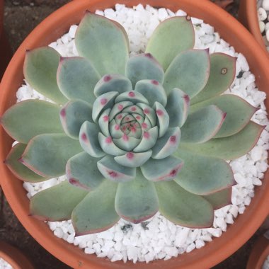 Echeveria Chihuahuaensis