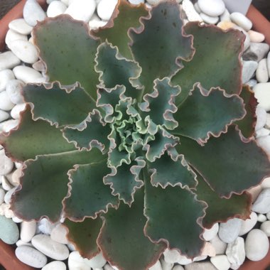 Echeveria Blue Waves