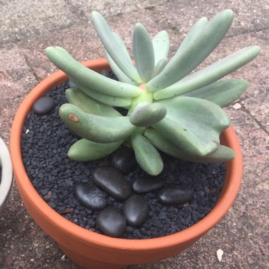 Pachyphytum fittkaui