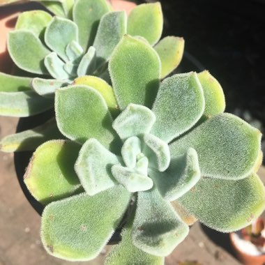 Echeveria Pulvinata var. Frigida