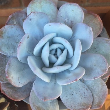 Echeveria laui