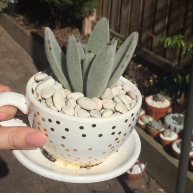 Kalanchoe tomentosa 'Black Tie'