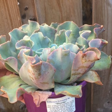 Echeveria Blue Lagoon