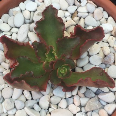 Echeveria Katella IV