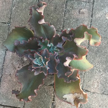 Echeveria Zorro