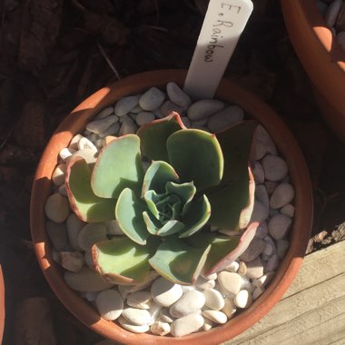 Echeveria Rainbow Sunset