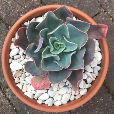 Echeveria Brilliant