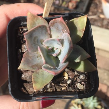 xGraptoveria Douglas Huth