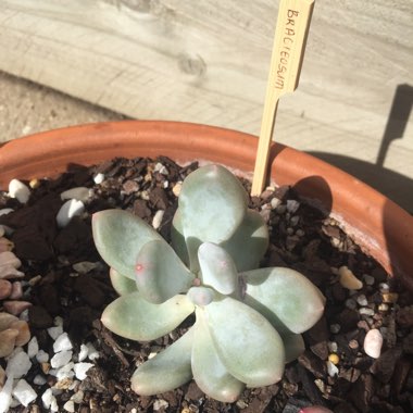 Pachyphytum bracteosum