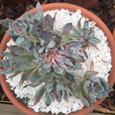 Echeveria Violet Queen