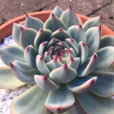 Echeveria Chihuahuaensis