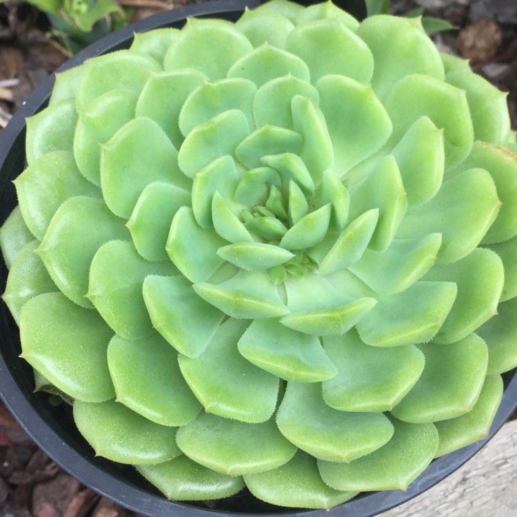 Plant image Echeveria Derosa