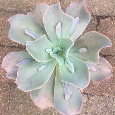 Echeveria Embossed Gem