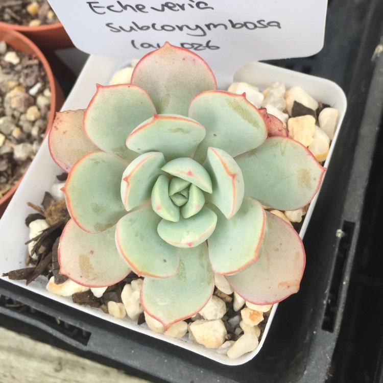 Plant image Echeveria subcorymbosa Lau 026