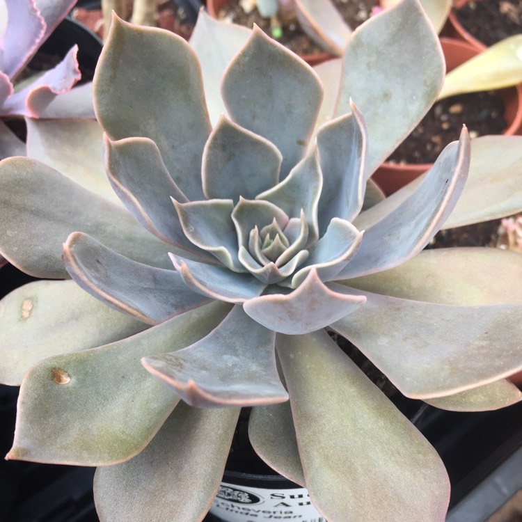 Plant image Echeveria Linda Jean