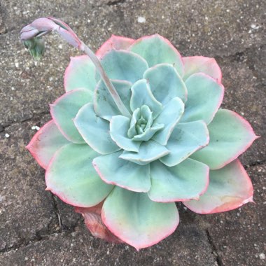 Echeveria Cloudburst