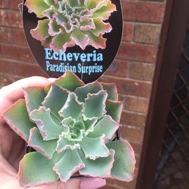 Echeveria Paradisian Surprise