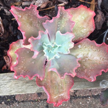 Echeveria Alice