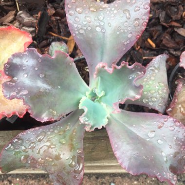 Echeveria Black Opal