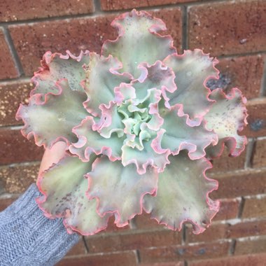 Echeveria Crenulata x Carnicolour