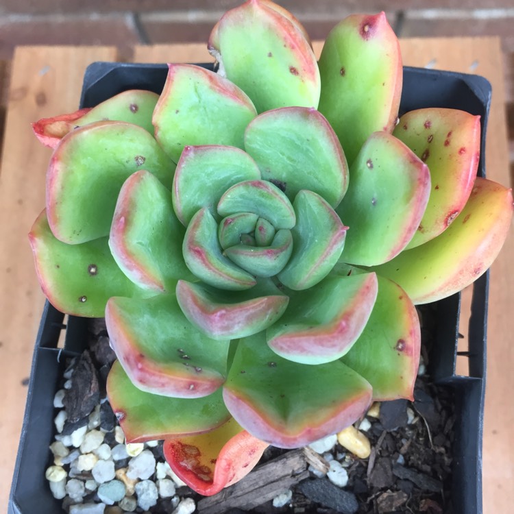 Plant image xGraptoveria Worthy One