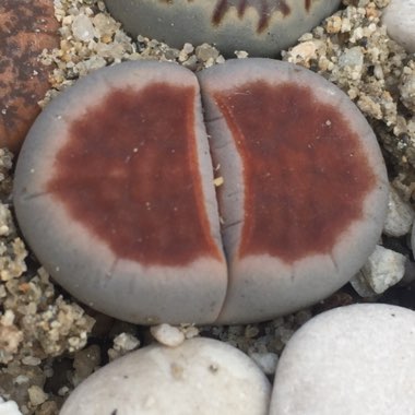 Lithops Karasmontana Lateritia