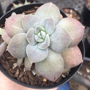 Echeveria Carnicolour