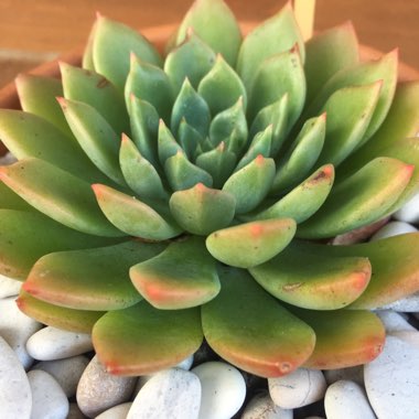 Echeveria Copper Canyon