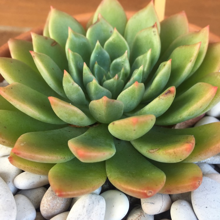 Plant image Echeveria Copper Canyon