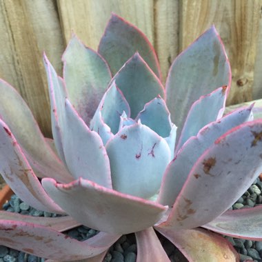 Echeveria Afterglow