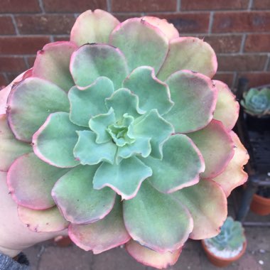 Echeveria Curly Locks