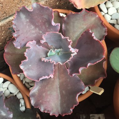 Echeveria Bittersweet