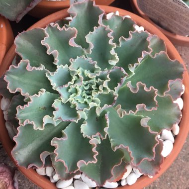 Echeveria Blue Waves