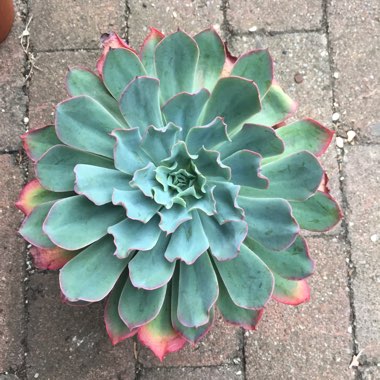 Echeveria Lazarus