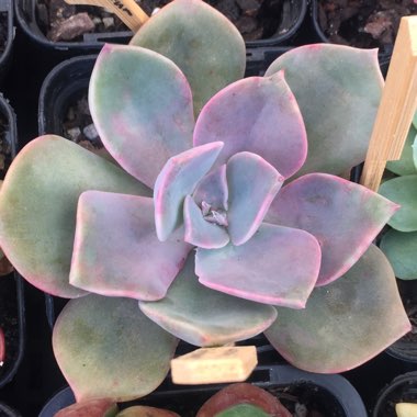 xGraptoveria Douglas Huth