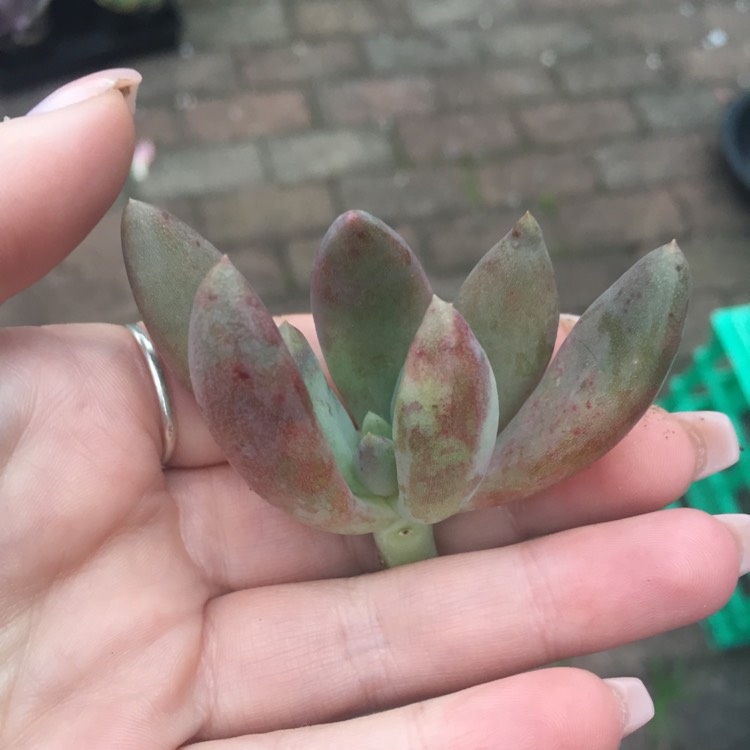 Plant image xGraptoveria Royal Flush