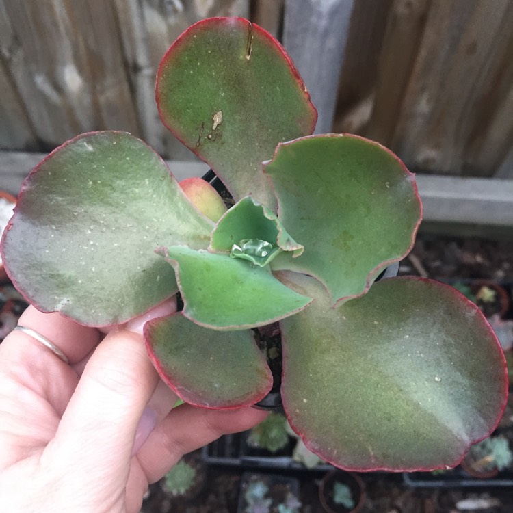 Plant image Echeveria Alta May