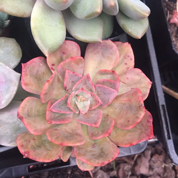 Plant image Echeveria Briar Rose