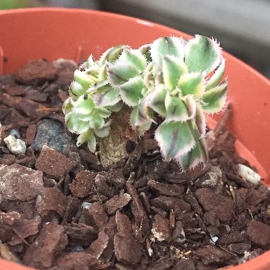 Aeonium Sunburst cristata