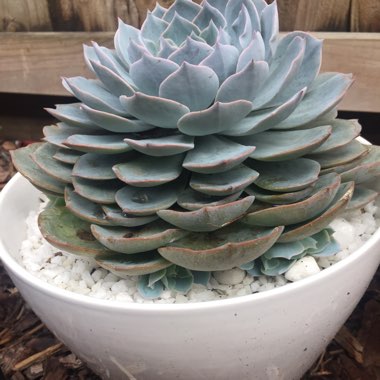 Echeveria Desmetiana v. Subsesslis