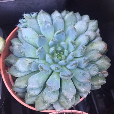 Echeveria Setosa var. Deminuta