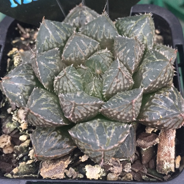 Plant image Haworthia Mirrorball