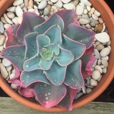 Echeveria Brilliant