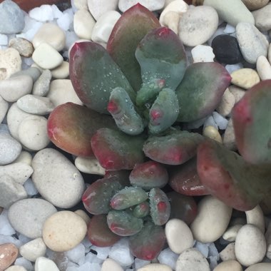 x Pachyveria Dr Cornelius