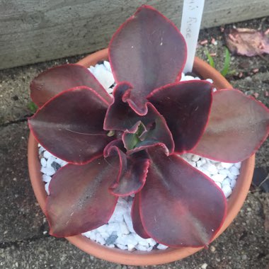 Echeveria Pappys Rose