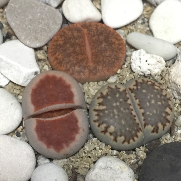 Plant image Lithops Karasmontana Lateritia