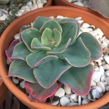 Echeveria Brilliant