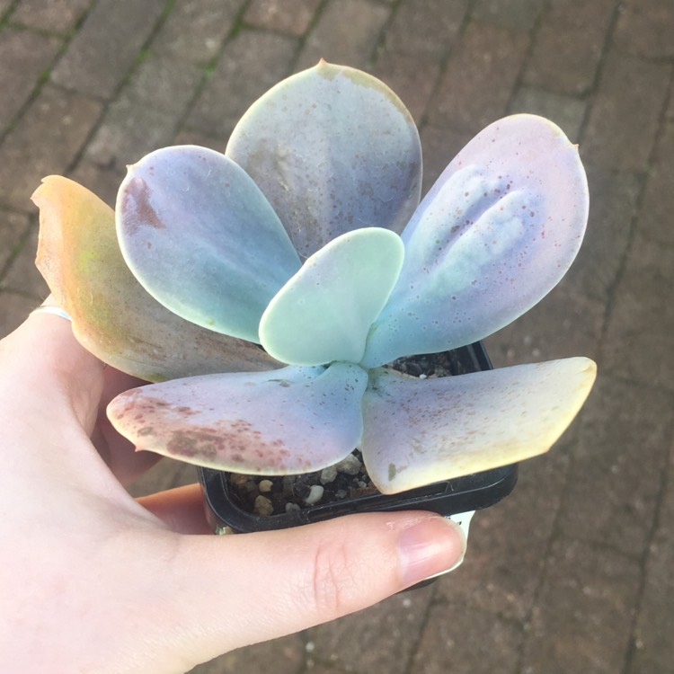 Plant image Echeveria Gibbiflora x Caronculata